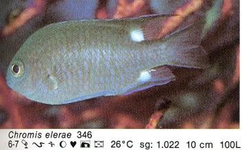 Chromis elerae